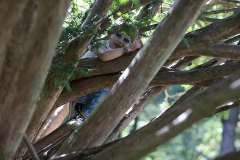 In the Trees