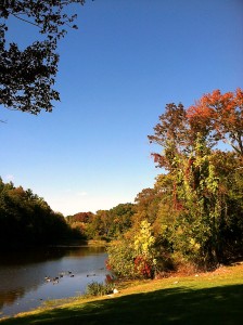 Idyllic-Pond