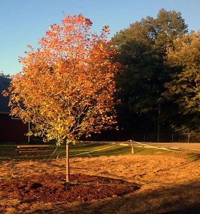 new-sugar-maple-tree-2014-S