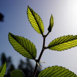plant