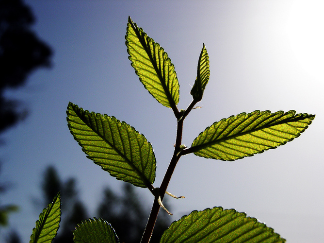plant