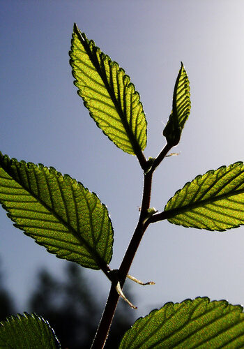 plant